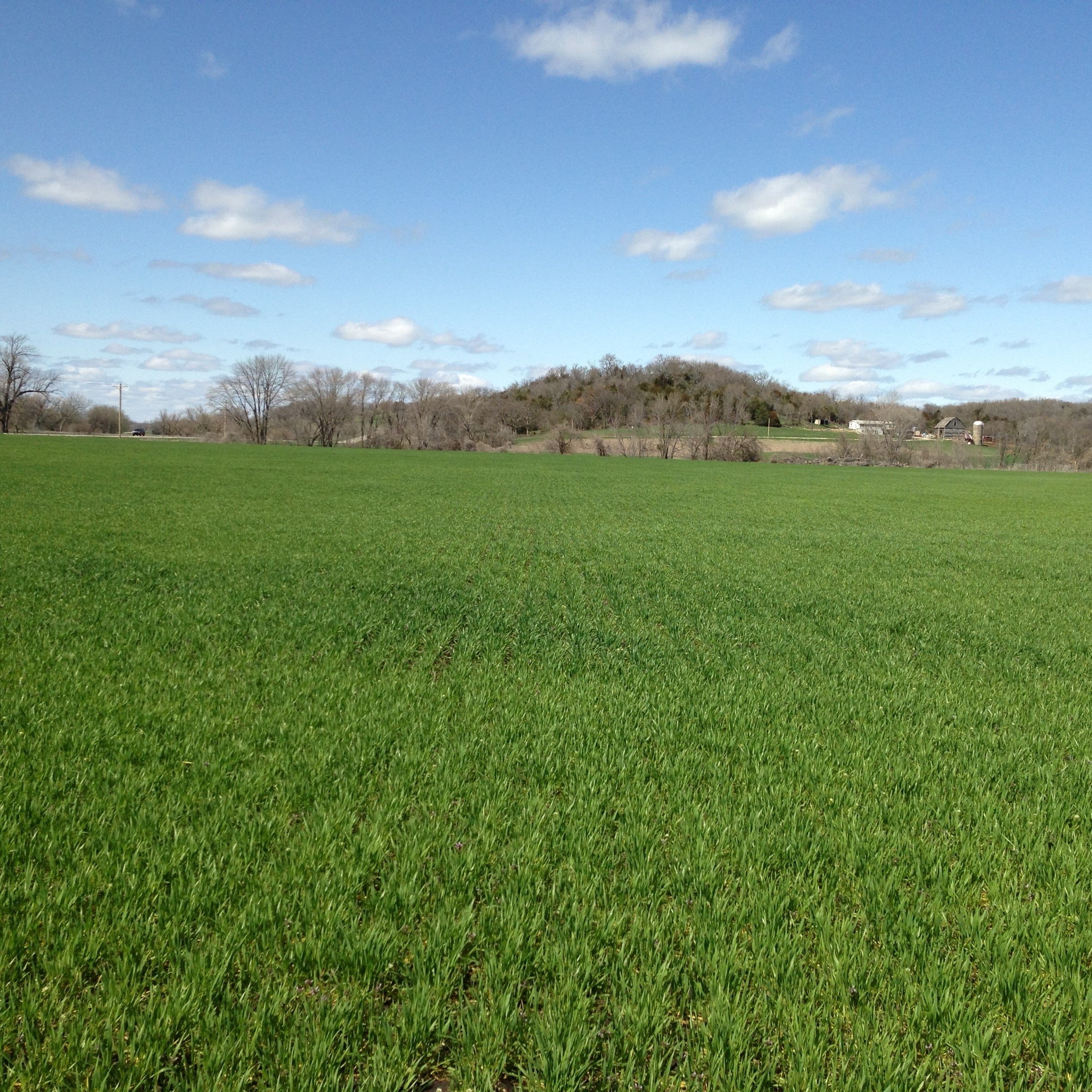 wheatgrass field